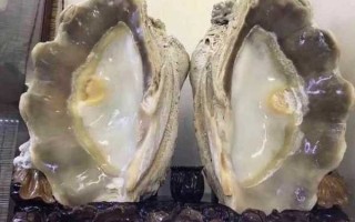 砗磲：深海瑰宝，不可交易的国宝