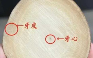象牙角收藏避坑指南，新手鉴定易踩的误区