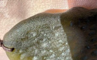 天然捷克陨石（玻璃陨石）鉴定 