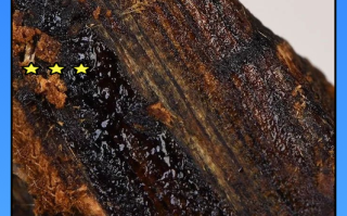 沉香软丝硬丝区分，产地树种造就油脂软硬特质解析