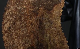 阴沉木瘿料特征赏析，地质压力催生独特瘿瘤纹理