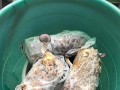 野趣微观玩法，在家搭建简易微观观察小空间