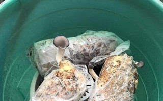 野趣微观玩法，在家搭建简易微观观察小空间