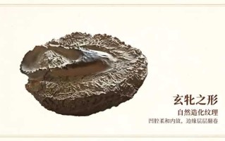 掌中天然阴元石：藏于方寸间的天地玄牝