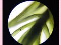 野趣微观苔藓，观察野外苔藓微观结构美感