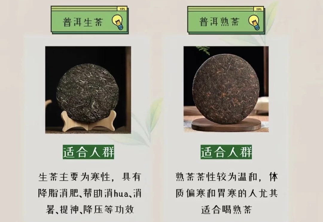 生普洱 vs 熟普洱（简单易懂版）
