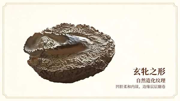 掌中天然阴元石：藏于方寸间的天地玄牝