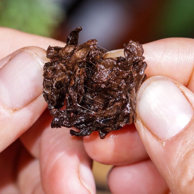 一文读懂老茶头，别再当成茶叶下脚料