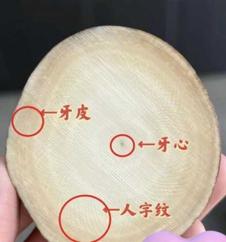 象牙角收藏避坑指南，新手鉴定易踩的误区