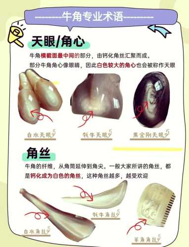 角类与牙类材质区分，新手收藏入门知识点