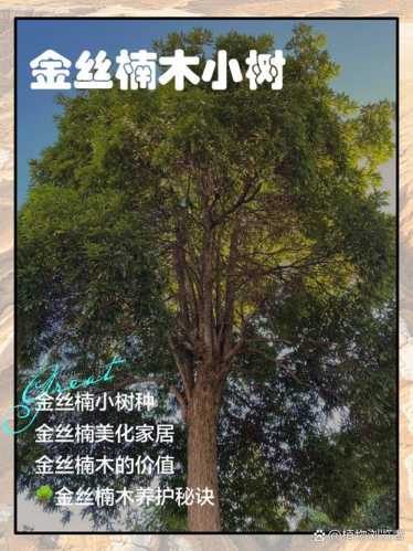 四川桢楠金丝楠,得天独厚的生长环境与木料特质 四川桢楠金丝楠,得天独厚的生长环境与木料特质