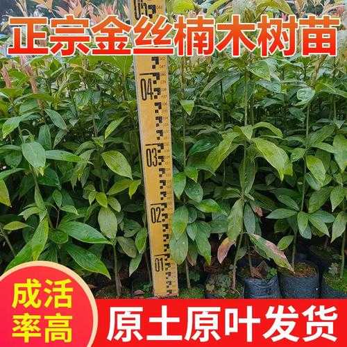 四川桢楠金丝楠,得天独厚的生长环境与木料特质 四川桢楠金丝楠,得天独厚的生长环境与木料特质