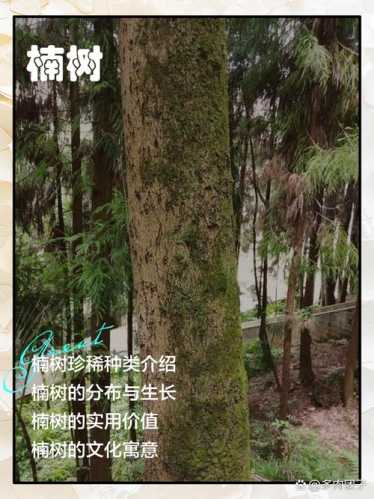 桢楠、闽楠、紫楠区分,不同产地楠木特征对比 桢楠、闽楠、紫楠区分,不同产地楠木特征对比