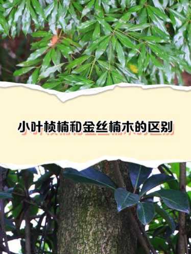 桢楠、闽楠、紫楠区分,不同产地楠木特征对比 桢楠、闽楠、紫楠区分,不同产地楠木特征对比