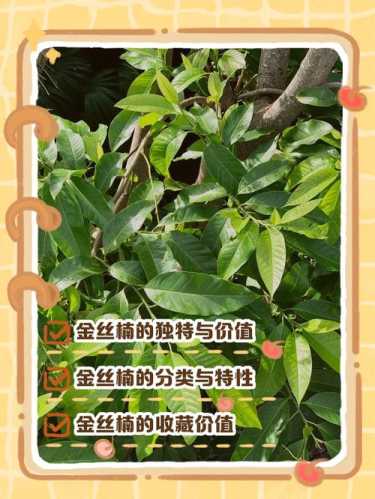 金丝楠耐腐防虫特性,千年不腐的木材内在机理 金丝楠耐腐防虫特性,千年不腐的木材内在机理