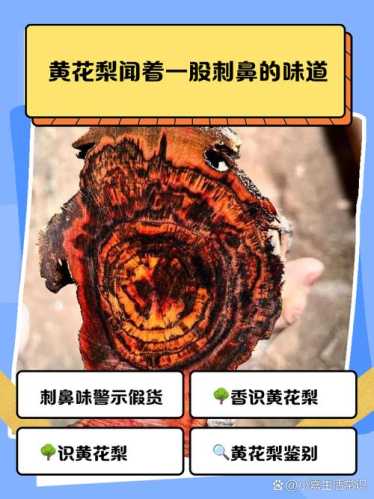 黄花梨降香香气辨识,不同产区香味浓淡变化规律 黄花梨降香香气辨识,不同产区香味浓淡变化规律