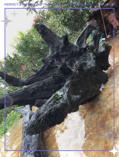 阴沉木纹理特征解读,原生木纹与水下侵蚀痕迹分辨 阴沉木纹理特征解读,原生木纹与水下侵蚀痕迹分辨