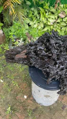 阴沉木防虫耐腐特性，长期厌氧环境形成的天然优势