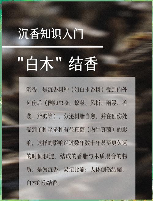 沉香结香原理详解，产地环境如何影响油脂形成与香质