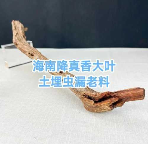 虫漏沉香产地成因,虫蛀创伤结香的外观与香韵特点 虫漏沉香产地成因,虫蛀创伤结香的外观与香韵特点