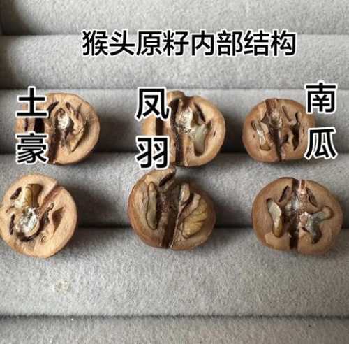 猴头核桃菩提产地特征，北美与国产料皮质、果壁厚薄区别