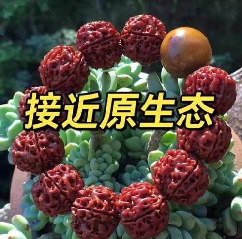 各类菩提开裂成因,产地环境决定籽料稳定性与抗裂特性 各类菩提开裂成因,产地环境决定籽料稳定性与抗裂特性