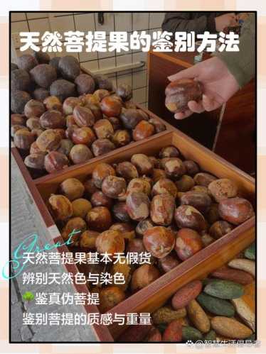 天竺菩提产地与形态特征，南方山林籽料斑驳纹理辨识方法