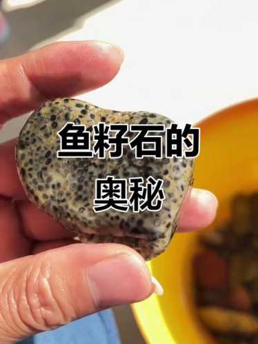 玩鱼子石别只看颜色,颗粒均匀度才是重点 玩鱼子石别只看颜色,颗粒均匀度才是重点