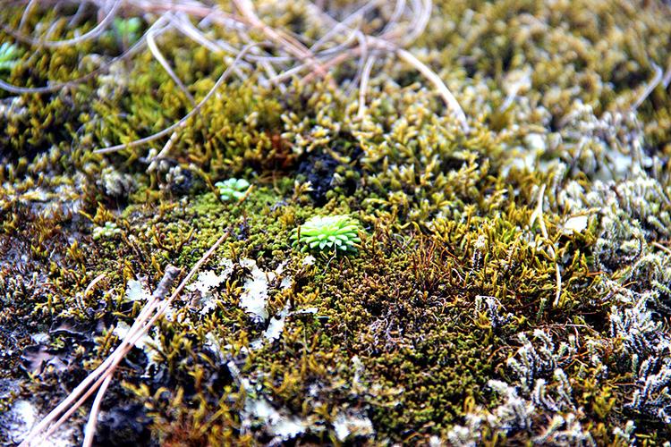 野趣微观苔藓,观察野外苔藓微观结构美感 野趣微观苔藓,观察野外苔藓微观结构美感
