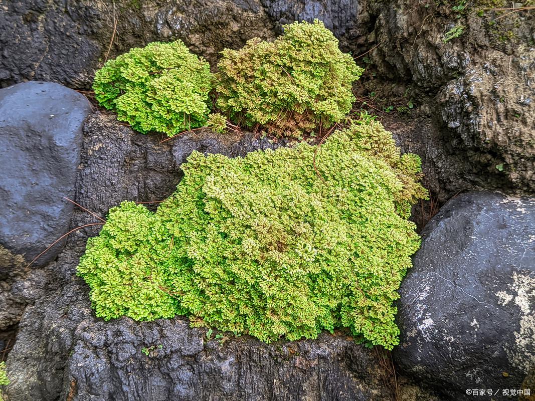 野趣微观苔藓,观察野外苔藓微观结构美感 野趣微观苔藓,观察野外苔藓微观结构美感