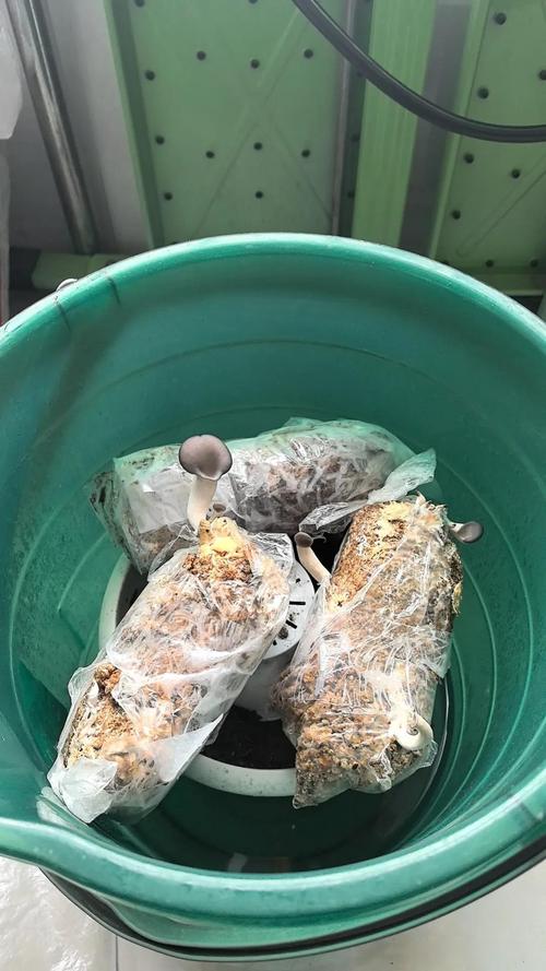 野趣微观玩法，在家搭建简易微观观察小空间